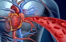 Apparato Cardiocircolatorio