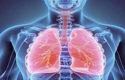 Apparato respiratorio