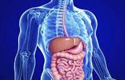 Apparato digerente ed urogenitale e patologie