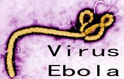 Approfondimento MALATTIA da VIRUS EBOLA (MVE)